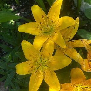 Meet your Posher, Shari